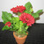 Gerbera Pot Red