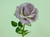 54cm Single Rose Antique Mauve