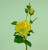 55cm Rose Spray Dk Yellow