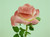 54cm Single Rose Pink