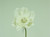 28cm Magnolia w/Gem Cream
