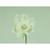 28cm Magnolia w/Gem Cream