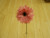 85cm Gerbera Daisy Stem Pink