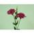 24" Eustoma Spray Hot Pink