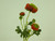 20" Ranunculus Spray Red