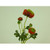 20" Ranunculus Spray Red