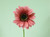 35cm Gerbera Hot Pink