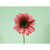 35cm Gerbera Hot Pink