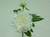 48cm Peony x2 w/Gem Cream