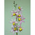 82cm Epicattleya Pink
