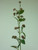 76cm Callicarpa Red