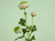 20" Ranunculus Spray Pink