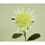 27" King Protea Cream