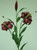 85cm Lily x3 Hot Pink