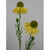 53cm Echinacea Spray Yellow
