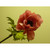 18" Anemone Pink