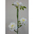 53cm Wild Rose Spray Cream