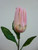 51cm Protea Spray Pink