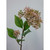 51cm Seed Spray Pink