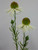 53cm Echinacea Spray Cream