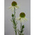 53cm Echinacea Spray Cream