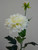 61cm Single Dahlia Cream