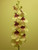89cm Orchid Spray Lt Pink