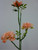 53cm Wild Rose Spray Peach