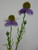 53cm Echinacea Spray Lavender