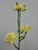 53cm Wild Rose Spray Yellow
