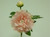 48cm Peony x2 w/Gem Pink