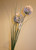 68cm Allium x2 Pink