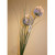 68cm Allium x2 Pink
