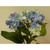 Hydrangea Bush Blue