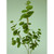 74cm Eucalyptus Spray x 3 Green