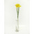 Daffodil