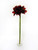Amaryllis Red