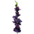 Gladiola Damson