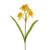 Daffodil Cheerfulness Yellow