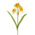 Daffodil Cheerfulness Yellow