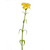Carnation Yellow