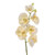 Premier Orchid Cream 75Cm