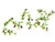 Garland Olives 172Cm