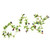 Garland Olives 172Cm
