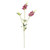 Physostegia Spray Pink 63Cm