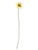 Gerbera Mini Cream 56Cm