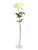 Rose Pippa Open Cream 68Cm