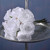 Bundle Rose Short Stem Wht