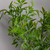 Boxwood Myrtle Leaf Bush 33Cm