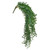 Privet Trailing Spray 61Cm